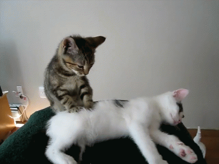 Image Source: http://gifsoup.com/view/1228906/cat-massage.html#prettyPhoto
